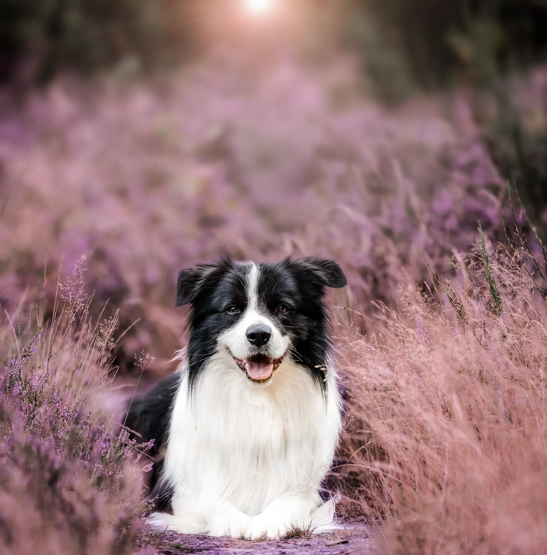 Border Collie liegt in der blühenden Heide
