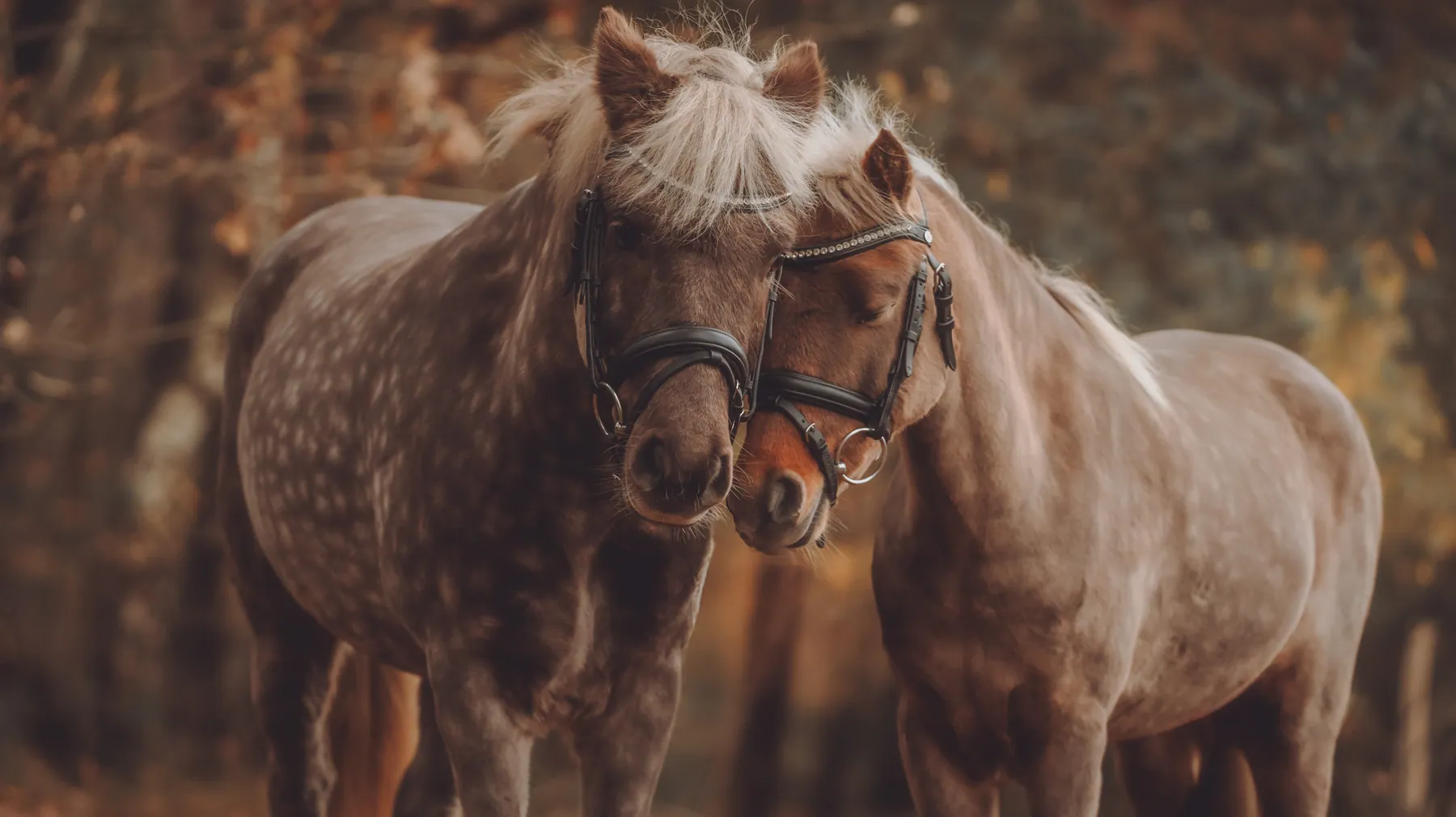 Zwei Ponys stecken im Herbstwald die Köpfe zusammen